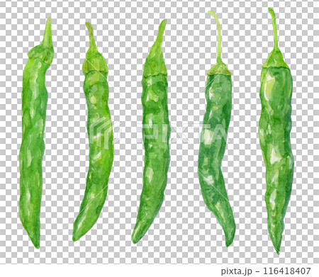 青唐辛子の水彩イラスト　セット 116418407