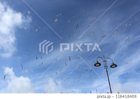 サルディーニャ、アルゲーロ旧市街のカモメ 116418409