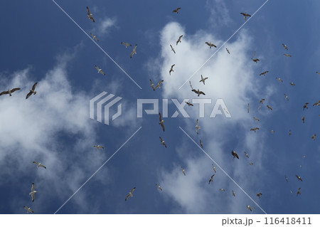 サルディーニャ、アルゲーロ旧市街のカモメ 116418411