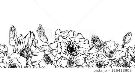 Hand drawn vector graphic botanical illustration flowers leaves. Red poppy papaver, stems buds seedpods. Seamless banner isolated white background. Design wedding, cards, remembrance day stationery 116418908