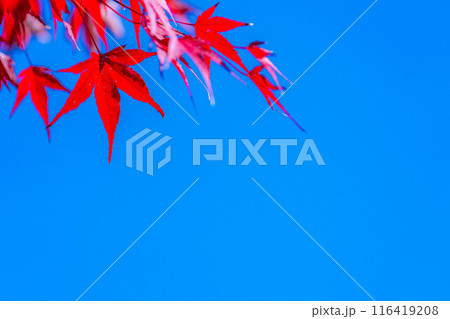 【紅葉素材】紅葉したもみじと青空【長野県】 116419208