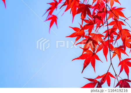 【紅葉素材】紅葉したもみじと青空【長野県】 116419216