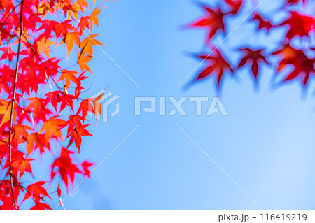 【紅葉素材】紅葉したもみじと青空【長野県】 【紅葉素材】紅葉したもみじと青空【長野県】 116419219