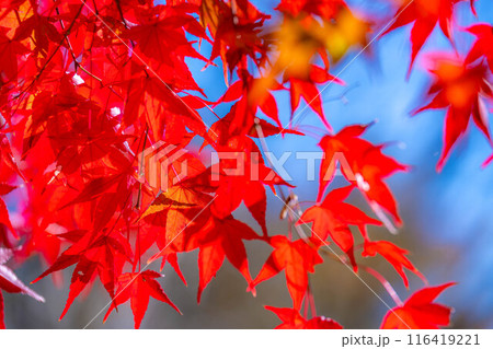 【紅葉素材】紅葉したもみじと青空【長野県】 116419221