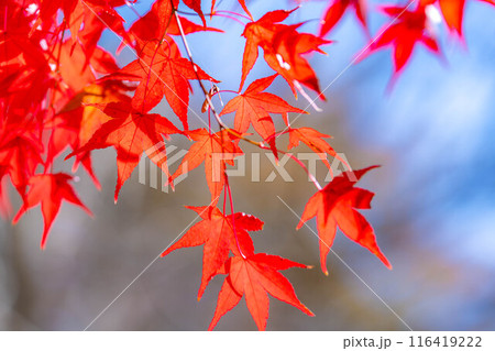【紅葉素材】紅葉したもみじと青空【長野県】 116419222