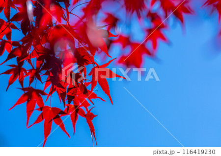 【紅葉素材】紅葉したもみじと青空【長野県】 116419230