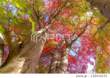 【紅葉素材】紅葉したもみじと青空【長野県】 116419235
