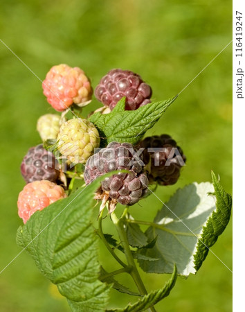 Branch with purple raspberries, lat. Rubus hybridus Glen Coe in the garden. 116419247