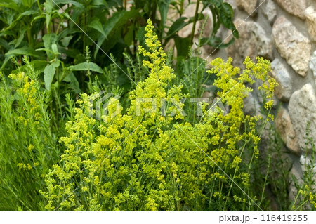 Flowering  herb Galium verum, also known as  lady's bedstraw or yellow bedstraw. 116419255