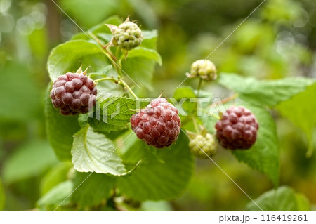Branch with purple raspberries, lat. Rubus hybridus Glen Coe in the garden. 116419261