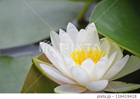 スイレンの花 スイレンの花 116419418