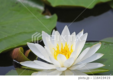 スイレンの花 スイレンの花 116419419