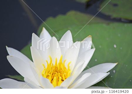 スイレンの花 スイレンの花 116419420