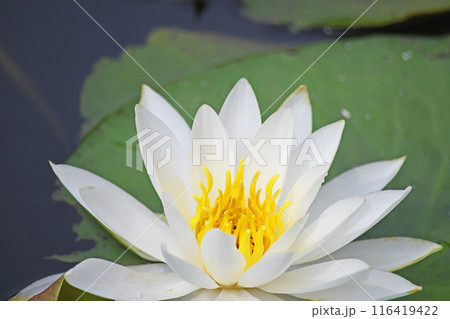 スイレンの花 スイレンの花 116419422