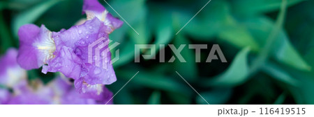 Iris flower focused with rain drops. 116419515