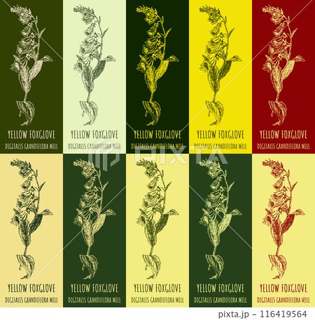 Set of vector drawing of YELLOW FOXGLOVE in various colors. Hand drawn illustration. Latin name DIGITALIS GRANDIFLORA MILL. 116419564
