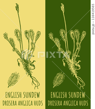 Vector drawings ENGLISH SUNDEW. Hand drawn illustration. Latin name DROSERA ANGLICA HUDS. 116419565