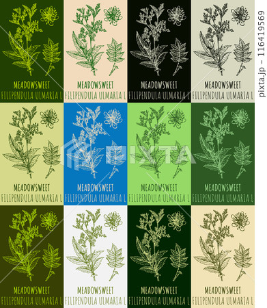 Set of vector drawing of MEADOWSWEET in various colors. Hand drawn illustration. Latin name FILIPENDULA ULMARIA L. Set of vector drawing of MEADOWSWEET in various colors. Hand drawn illustration. Latin name FILIPENDULA ULMARIA L. 116419569