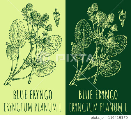 Vector drawings BLUE ERYNGO. Hand drawn illustration. Latin name ERYNGIUM PLANUM L. Vector drawings BLUE ERYNGO. Hand drawn illustration. Latin name ERYNGIUM PLANUM L. 116419570