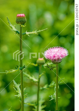 家の周りの草花　四季の色々　雑木林に美しいピンク色のアザミの花が咲きました 116419747