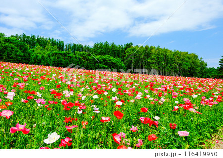 ポピーの花畑 116419950