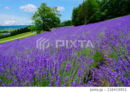 森の彩りの畑 116419952