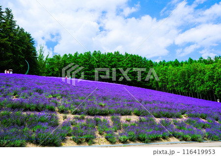 ラベンダー咲く丘 116419953