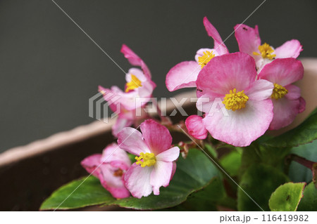 初夏の6月咲いたピンクのベゴニアの花 116419982