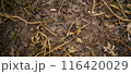 枯れ草と乾いた地面 116420029