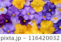 鮮やかな色合いのパンジーの花々 116420032