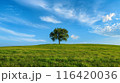 青い空と緑の草原に立つ一本の木 116420036