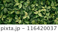 緑の葉が密集している植物の背景 116420037