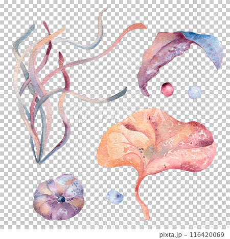 Nautical life set as a seaweeds, laminaria and bubbles in pink watercolor. Marine plants monochrome illustration painting in a light pinks and blues. Underwater abstract sea plants hand drawn clipart 116420069