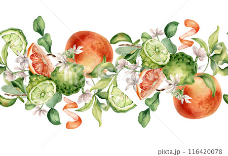 Jasmine branch and ripe fruits watercolor endless border isolated on white. Bergamot hand drawn. Floral summer composition with sliced citrus hand drawn. Design for packaging, label aroma, textile Jasmine branch and ripe fruits watercolor endless border isolated on white. Bergamot hand drawn. Floral summer composition with sliced citrus hand drawn. Design for packaging, label aroma, textile 116420078