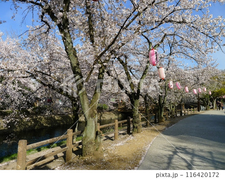 若泉公園の桜　　　（埼玉県本庄市） 116420172