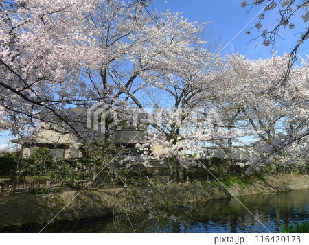 若泉公園の桜 (埼玉県本庄市) 若泉公園の桜 (埼玉県本庄市) 116420173