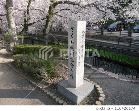 若泉公園の桜 (埼玉県本庄市) 若泉公園の桜 (埼玉県本庄市) 116420174