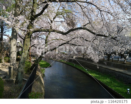 若泉公園の桜　　　（埼玉県本庄市） 116420175