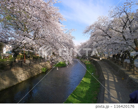 若泉公園の桜 (埼玉県本庄市) 若泉公園の桜 (埼玉県本庄市) 116420176