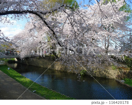 若泉公園の桜　　　（埼玉県本庄市） 116420178