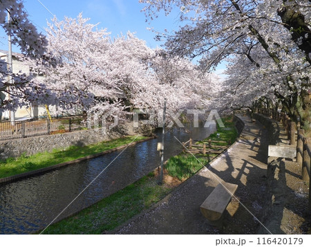 若泉公園の桜　　　（埼玉県本庄市） 116420179