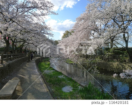 若泉公園の桜　　　（埼玉県本庄市） 116420181