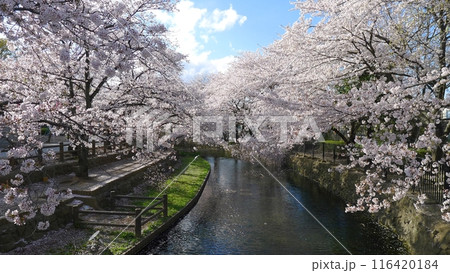 若泉公園の桜　　　（埼玉県本庄市） 116420184