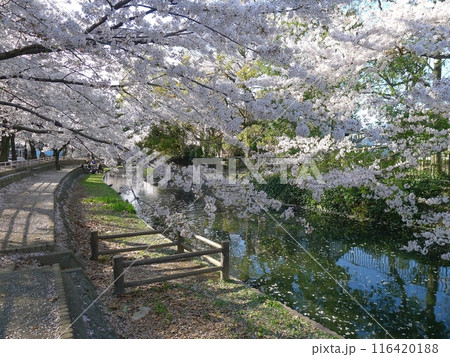 若泉公園の桜　　　（埼玉県本庄市） 116420188