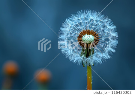 Close-Up of Dandelion Seed Head Against Blue Background - Botanical Macro Photography for Nature Posters, Prints, Cards Generative AI 116420302