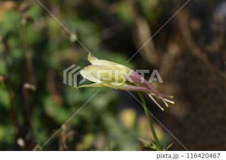 Columbine Earlybird Yellow Columbine Earlybird Yellow 116420467