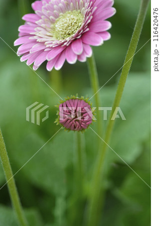 Gerbera daisy Garvinea Sweet Memories 116420476