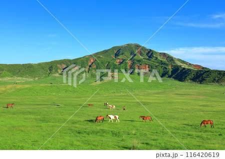 【熊本県】新緑の草千里ヶ浜(阿蘇山) 【熊本県】新緑の草千里ヶ浜(阿蘇山) 116420619