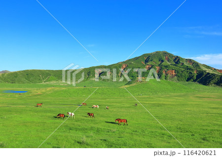 【熊本県】新緑の草千里ヶ浜（阿蘇山） 116420621