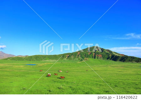 【熊本県】新緑の草千里ヶ浜(阿蘇山) 【熊本県】新緑の草千里ヶ浜(阿蘇山) 116420622